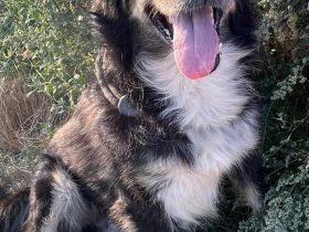 Frodo, 01/24 - Ein Herz auf 4 Pfoten
