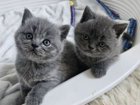 Zuckersüße Britisch kurzhaar Kitten