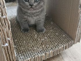 Zuckersüße Britisch kurzhaar Kitten