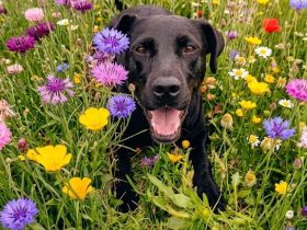 Amber, sucht liebes Für-immer-Zuhause
