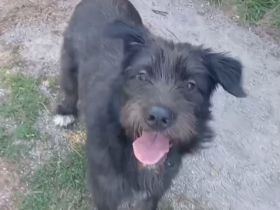 Alba, sucht verständnisvolles Zuhause