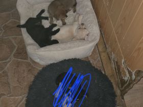 Yorkshire Terrier chihuahua mix
