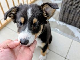 Die kleine Heidi, Border Collie Bernersennen Mix 11 Wo. sucht ihre Lieblingsmenschen/-familie