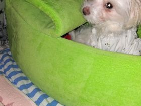 Malteser Chihuahua Mix=Malchi