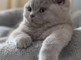 Süßes BKH Kitten mit besten Genen