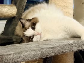 Reinrassige Classic-Ragdoll-Damen suchen neues Zuhause