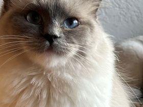 Reinrassige Classic-Ragdoll-Schwestern suchen neues Zuhause