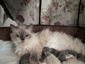 Bkh kitten