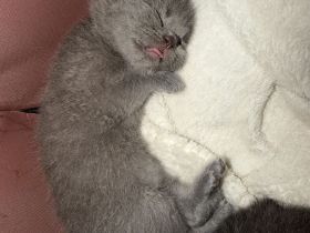 Bkh kitten