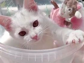 Kätzchen türkisch Angora Mädchen gelb grüne Augen Berlin Hohenschönhausen weiblich Kitten jung Katze