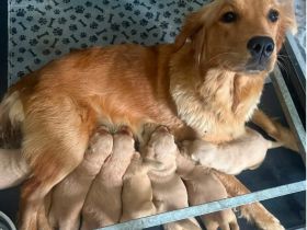 Golden-Retriever-Welpen