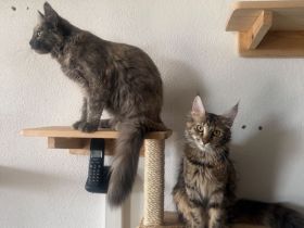 Maine coon