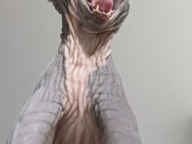 Sphynx Katze zu verkaufen