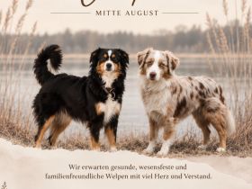 Mini Australian Shepherd Welpen Mitte August erwartet