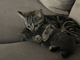 Katze