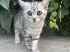 Katze