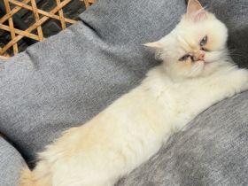 Junge Perser-Ragdoll-Mix Katze 14 Monate sucht liebevolles Zuhause
