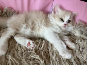Perser Kitten abzugeben