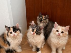 Wunderschöne PerserKitten