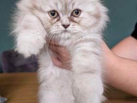 Liebevolle BKH-/BLH-Kitten suchen ein neues Zuhause