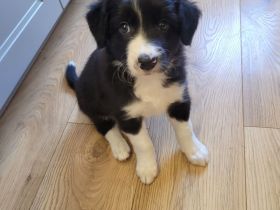 Border Collie Welpen