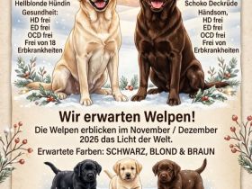 Wurfplanung 2026 - Labrador Welpen
