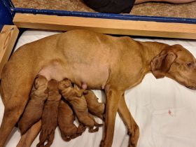 Eine Hündin ist noch zu vergeben - Unsere reinrassigen Magyar Vizsla  Welpen sind geboren