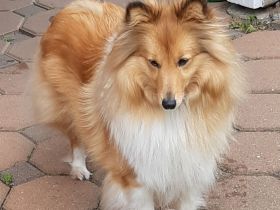 Sheltie Deckrüden gesucht