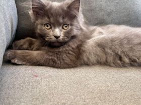 Perserkitten mit Nase
