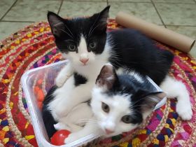 Hinreißende Mischlingskaterchen * Kitten * EKH - Maine Coon - Heilige Birma - Mix * Kater