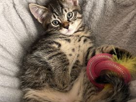 🐾 Zwei zuckersüße Maine Coon-Mix Kitten suchen ein liebevolles Zuhause! 🐾