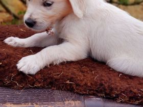 Tolle Golden retriever Welpen mit Ahnentafel
