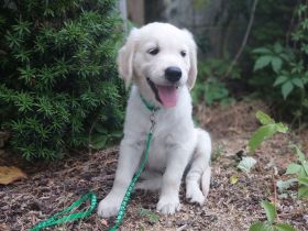Reinrassiger Golden Retriever Welpe \"Friedel\" (verspielt & verschmust) sucht sein Traumzuhause!