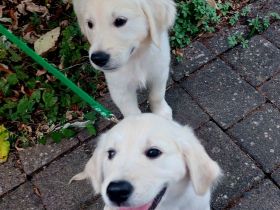 Zuckerschock hoch X: Unsere Golden Retriever Welpen suchen ein Körbchen!