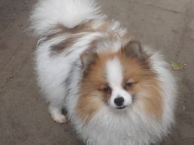 Zwergspitz/Pomeranian Rüde