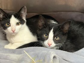 Katzenbabys Kitten