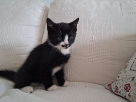 2 süße Hauskatzen-Kitten suchen ein liebevolles Zuhause