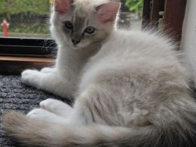 Ragdoll kitten Reinrassig Ein Männchen ist noch da..
