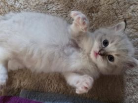 Ragdoll kitten Reinrassig Ein Männchen (die mit der Maske) und ein Weibchen sind reserviert..