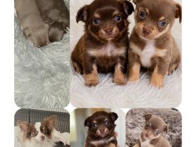 Chihuahua welpen schoko Rüde & Weibchen