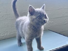 Bkh Kitte Weibchen