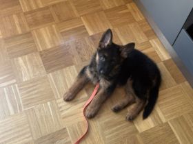 Deutsche Schäferhund Welpe