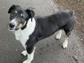 Zuhause gesucht für Amal