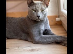 5 Russisch Blau Kitten