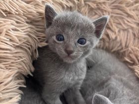 Nur noch 3 Russisch Blau Kitten