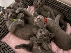 Nur noch 3 Russisch Blau Kitten