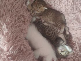 Siam,ragdoll,bkh kitten
