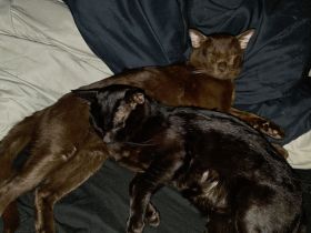 Bombay katzen Brüder