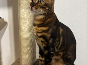 Reinrassiger Bengal Kater sucht ein neues Zuhause