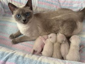 Siamkitten